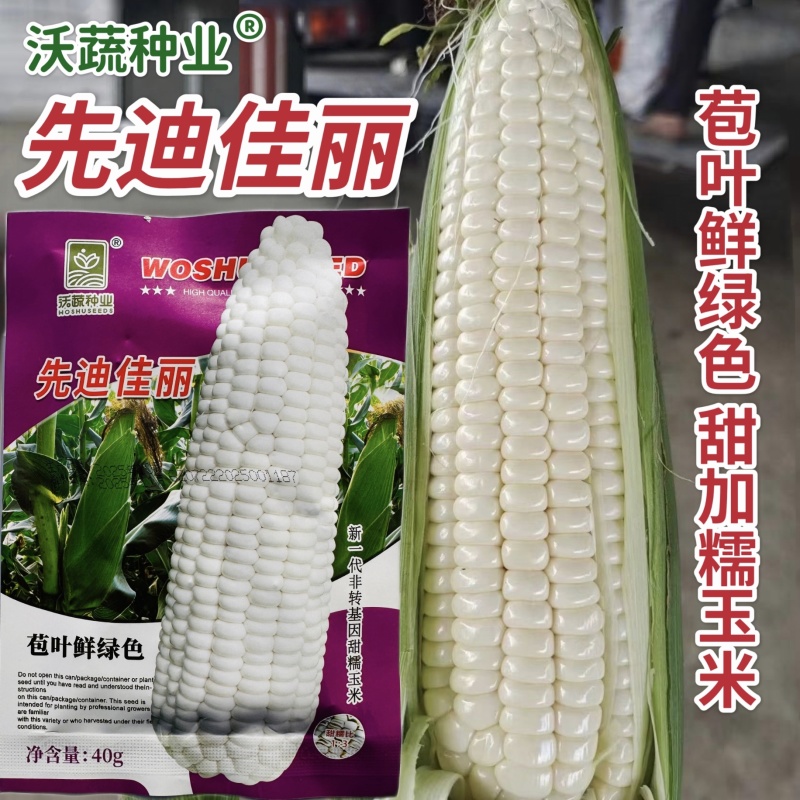 先迪佳丽玉米种子早熟大棒甜加糯玉米种子鲜食白甜糯粘玉米