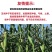 先迪佳丽玉米种子早熟大棒甜加糯玉米种子鲜食白甜糯粘玉米
