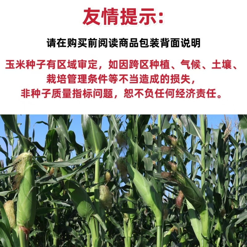 先迪佳丽玉米种子早熟大棒甜加糯玉米种子鲜食白甜糯粘玉米