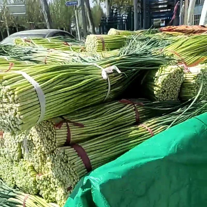 【推荐】河南蒜苔红帽蒜苔产地直发货源充足可视频看货