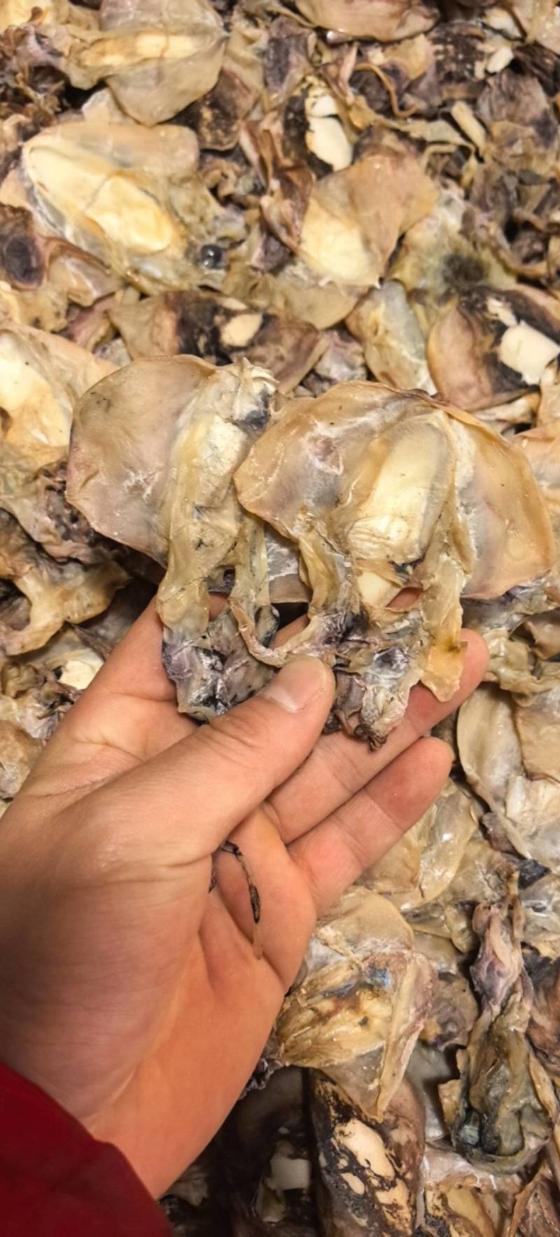 浙江特产明府鲞墨鱼干去内脏日晒海产干货煲汤红烧五花必备