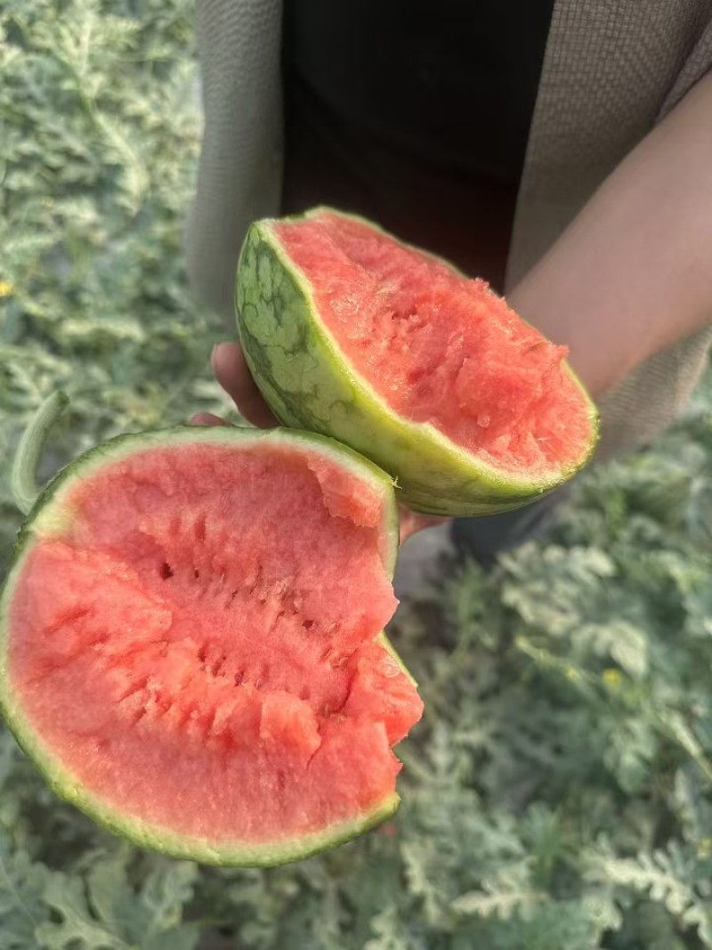 早春红玉西瓜趴地手撕西瓜货源稳定代收代发