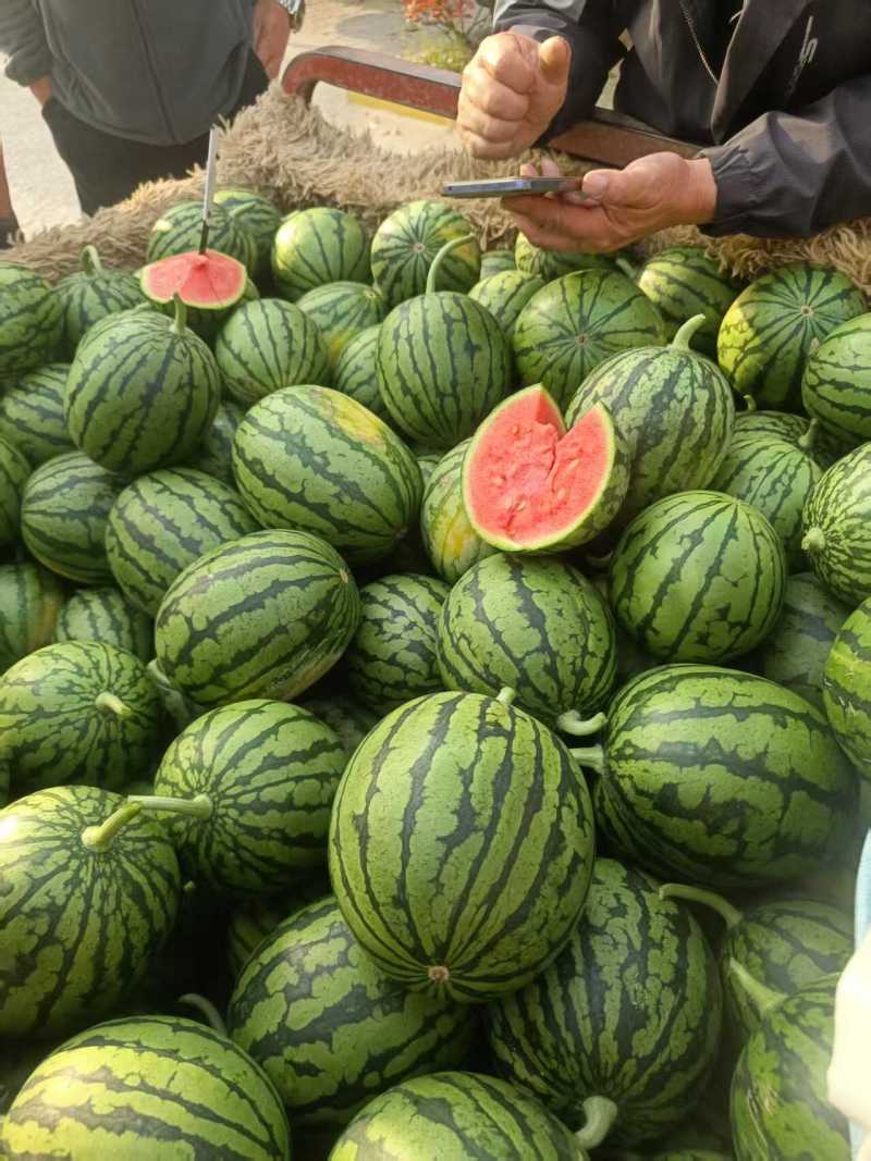 早春红玉西瓜趴地手撕西瓜货源稳定代收代发