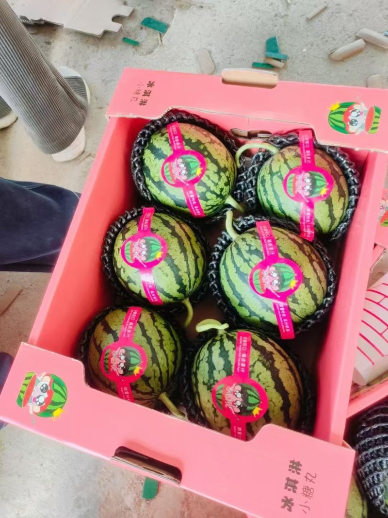 早春红玉西瓜趴地手撕西瓜货源稳定代收代发