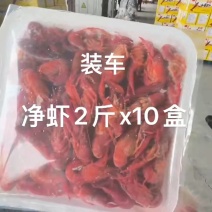 小龙虾继续卸货卷价格️卷品质️食材新鲜让你赚