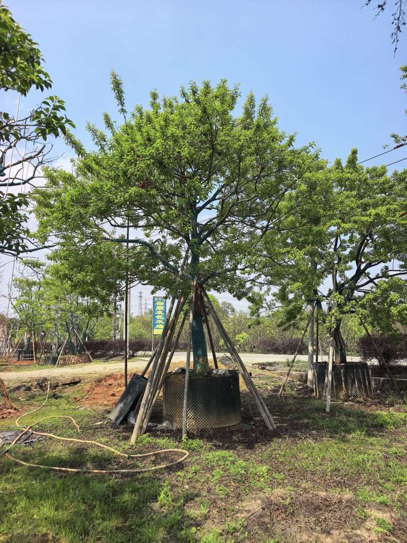 冬青/红果冬青/广东揭阳普宁市优质绿化苗木基地直发