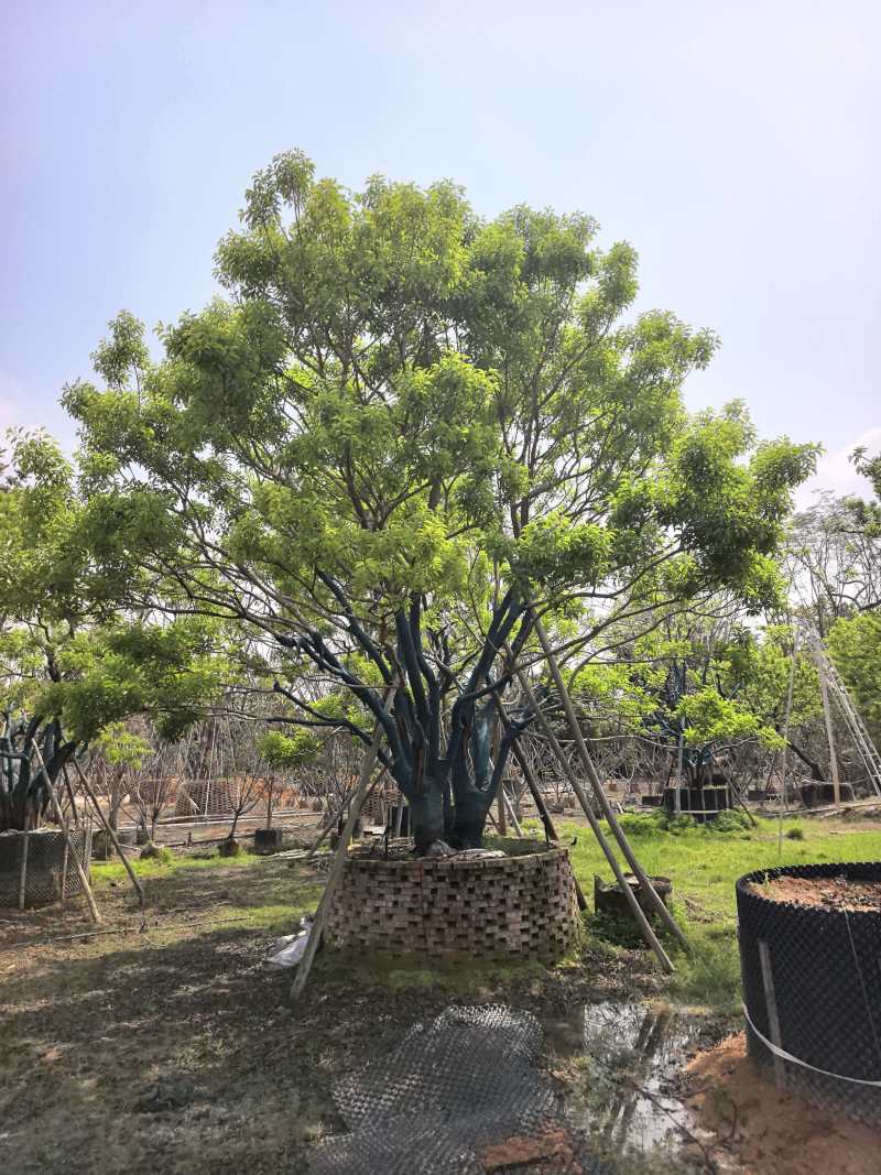 冬青/红果冬青/广东揭阳普宁市优质绿化苗木基地直发