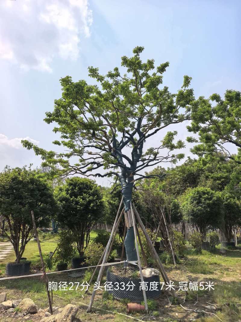 冬青/红果冬青/广东揭阳普宁市优质绿化苗木基地直发