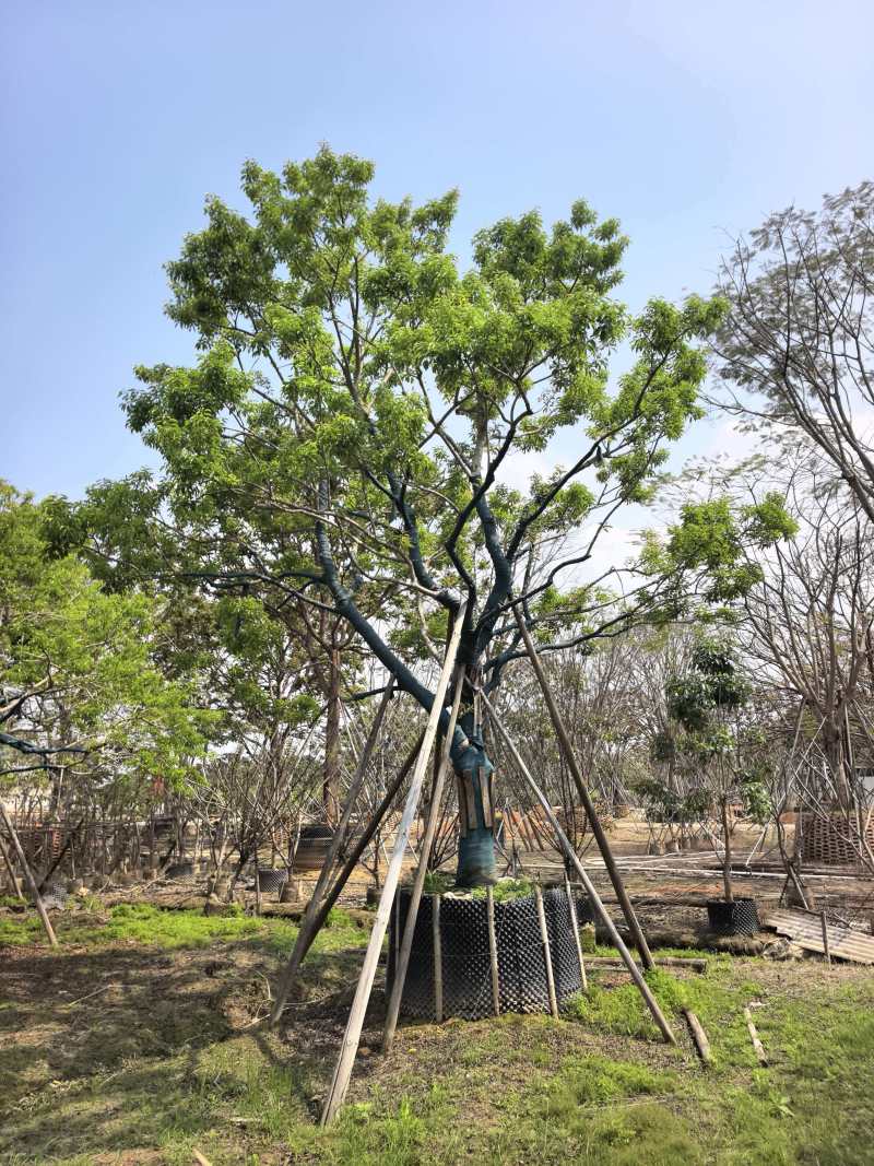 冬青/红果冬青/广东揭阳普宁市优质绿化苗木基地直发