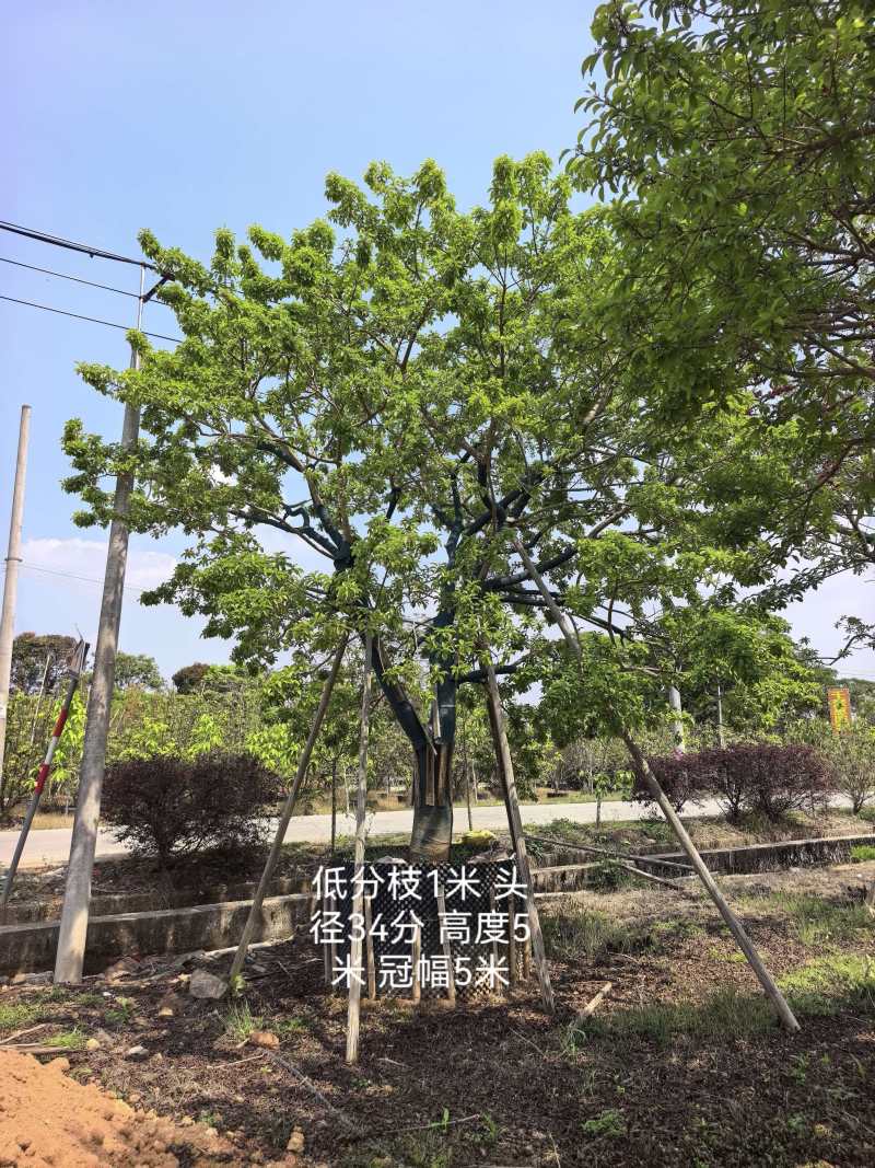 冬青/红果冬青/广东揭阳普宁市优质绿化苗木基地直发