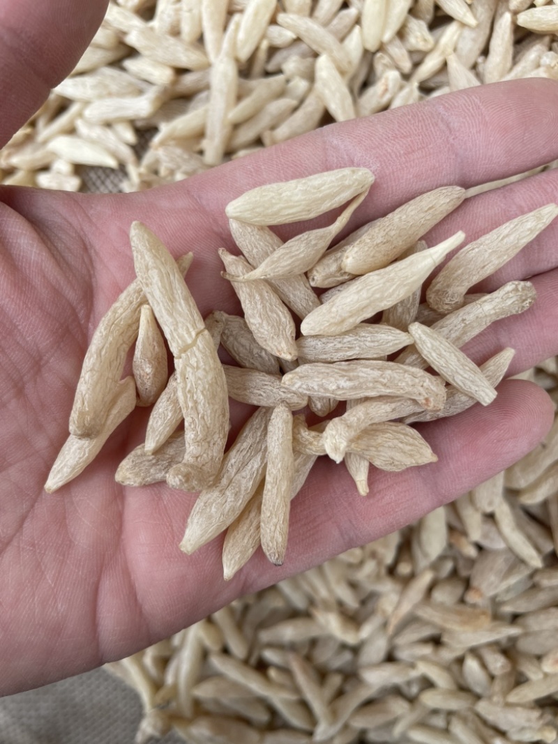 麦冬中药材无硫绵阳川麦冬新货颗粒饱满货干
