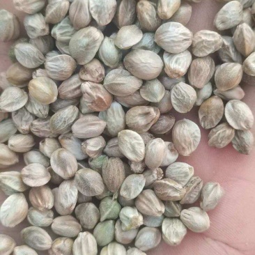 批发大麻子，中颗粒，火麻了颗粒饱满，