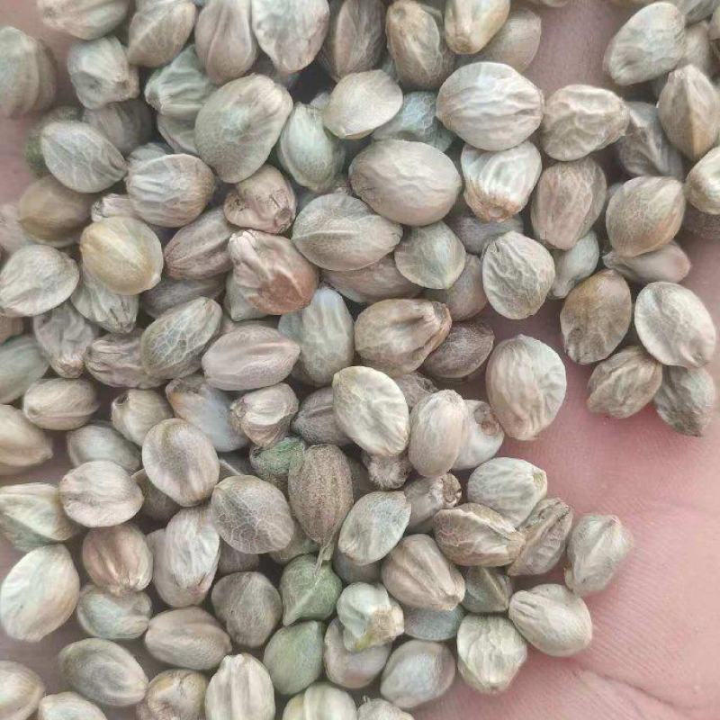 批发大麻子，中颗粒，火麻了颗粒饱满，