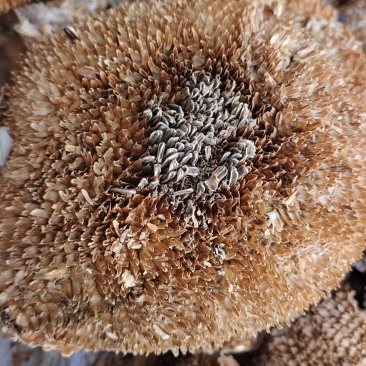 向日葵花盘干货中药材2斤起包邮量大优惠