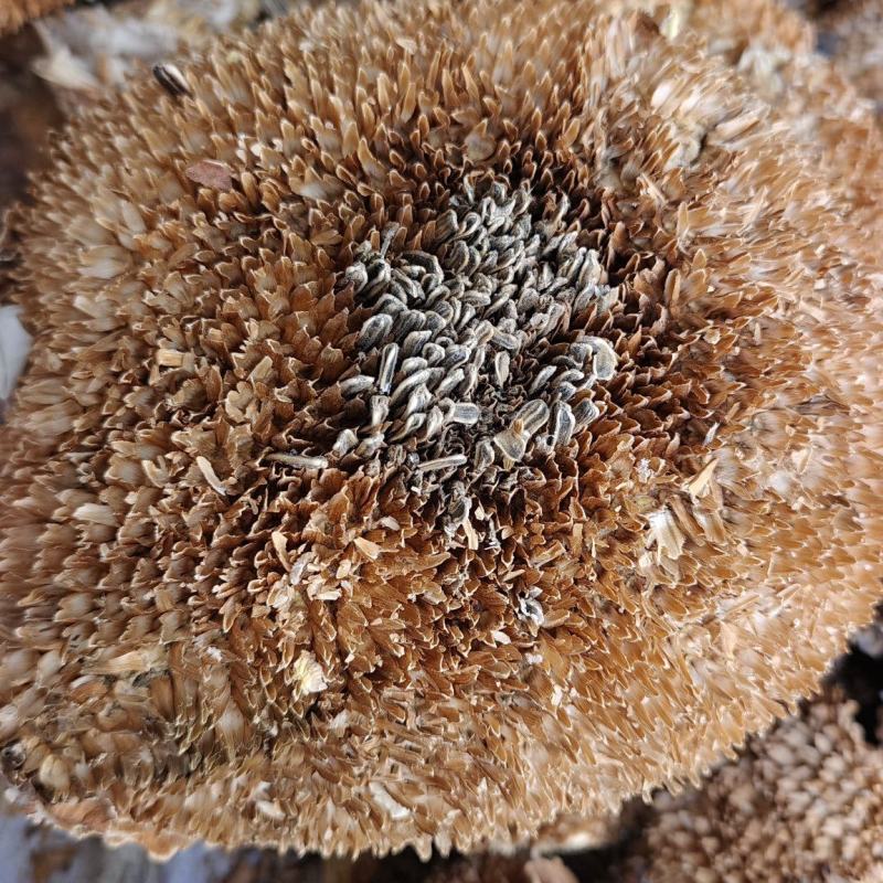 向日葵花盘干货中药材2斤起包邮量大优惠
