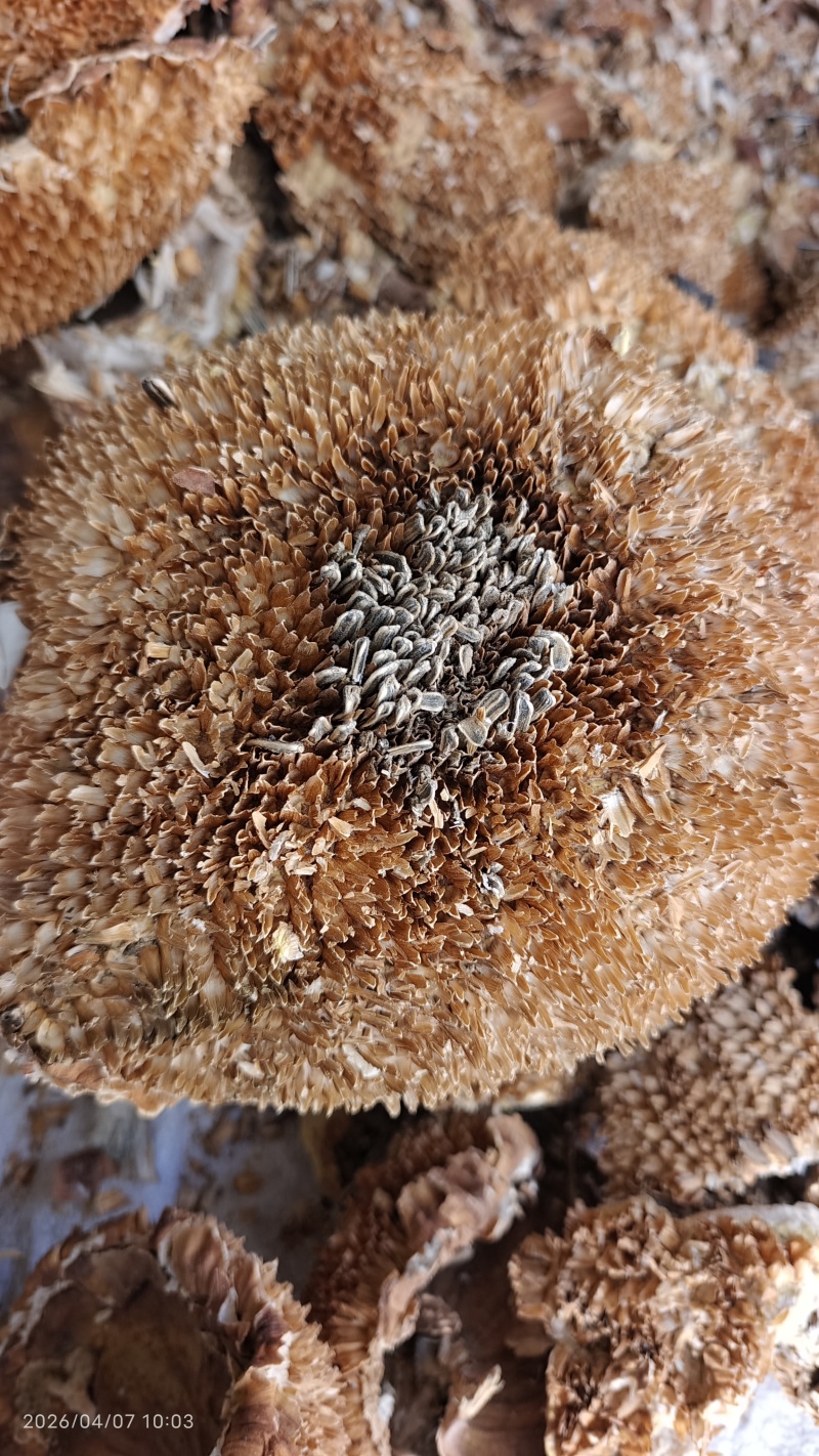 向日葵花盘干货中药材2斤起包邮量大优惠