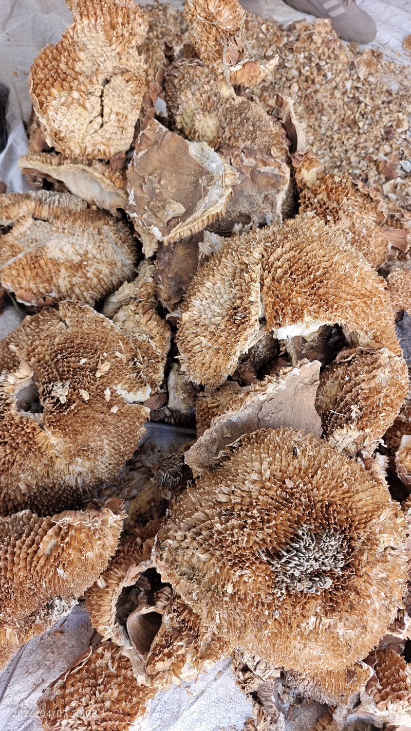 向日葵花盘干货中药材2斤起包邮量大优惠