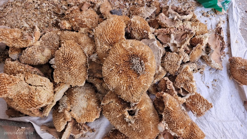 向日葵花盘干货中药材2斤起包邮量大优惠