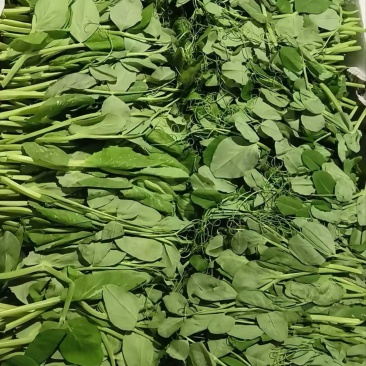 自家基地科学种植规范化管理，没有中间商赚差价