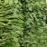 自家基地科学种植规范化管理，没有中间商赚差价