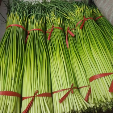 精品白帽蒜薹一手货源全国发货量大价优欢迎随时联系
