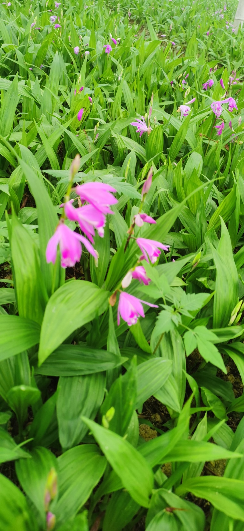 浙江紫花驯化白及苗紫花宽叶苗基地直发量大从优