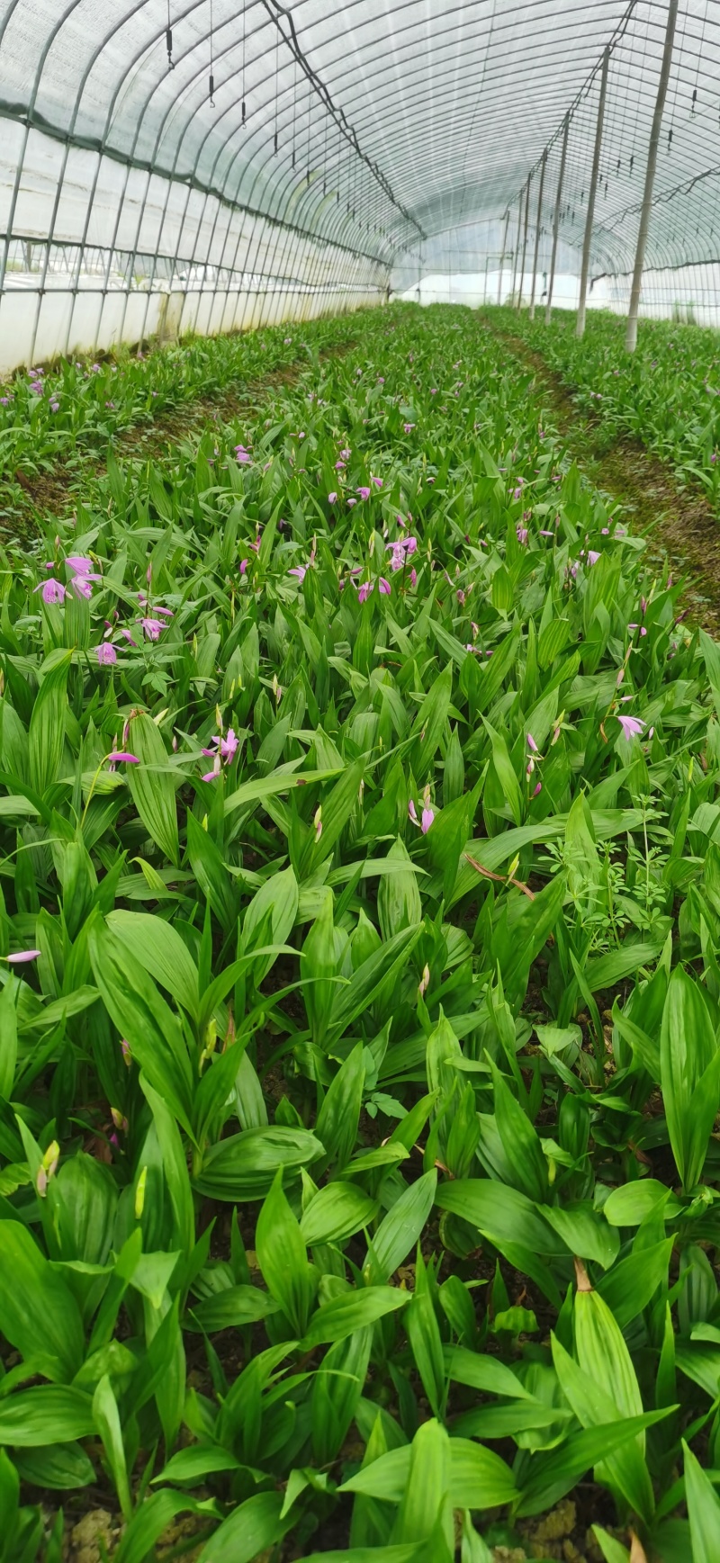 浙江紫花驯化白及苗紫花宽叶苗基地直发量大从优