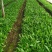 浙江紫花驯化白及苗紫花宽叶苗基地直发量大从优