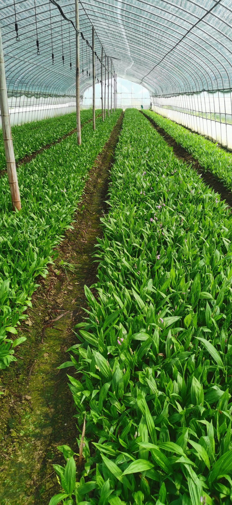 浙江紫花驯化白及苗紫花宽叶苗基地直发量大从优