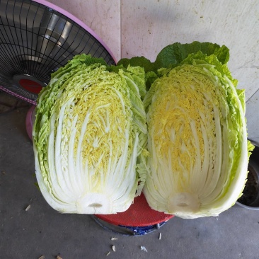 河北定州黄心白菜大量有货，无烧心，无虫眼，质量保证，价格