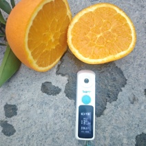 精品伦晚脐橙，湖北秭归真伦晚，量大从优，欢迎观园