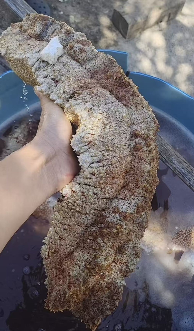 海参
