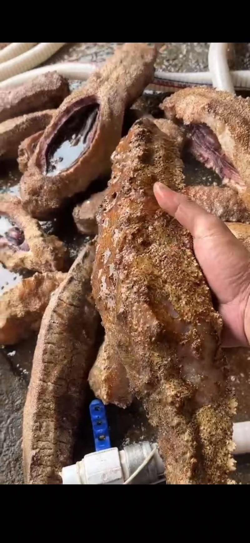海参