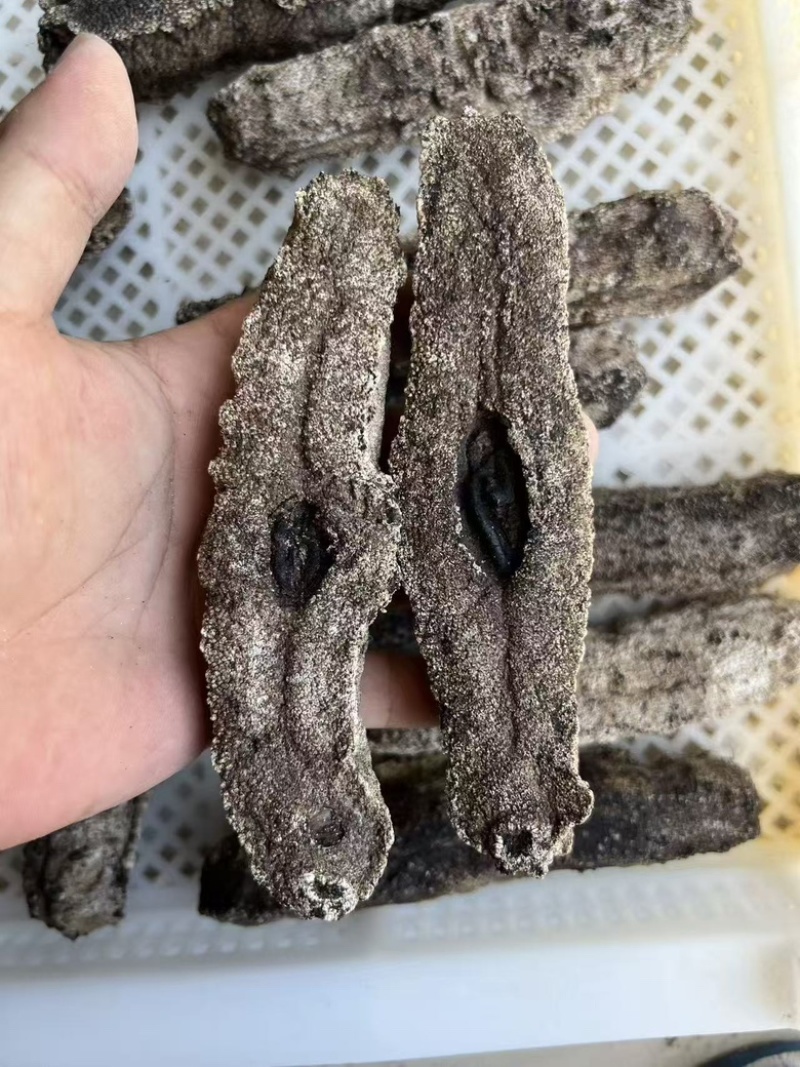 海参
