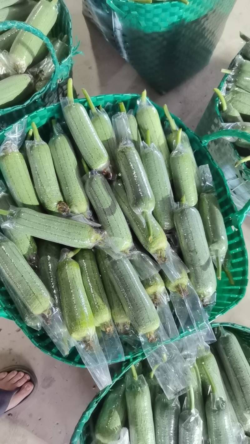 广西横县大量上市