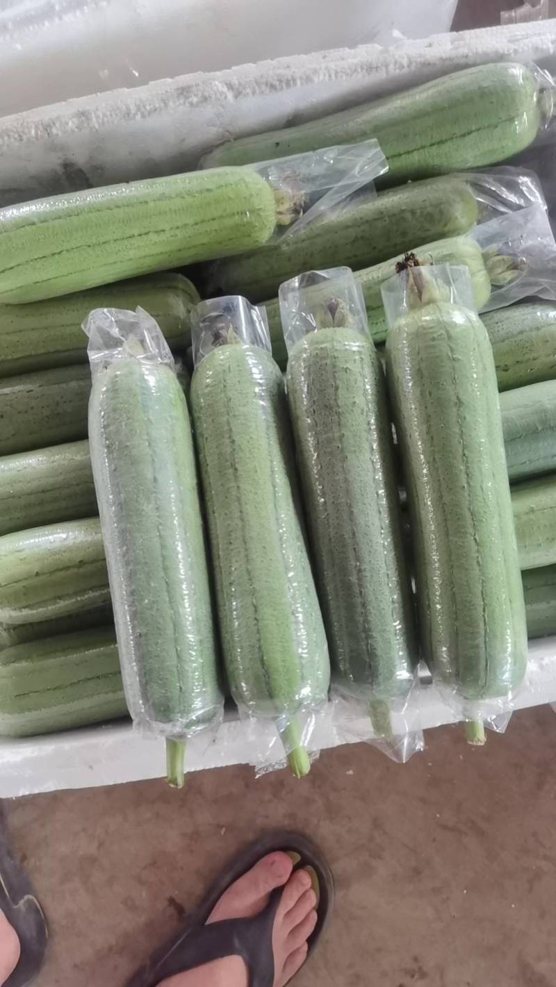 广西横县大量上市