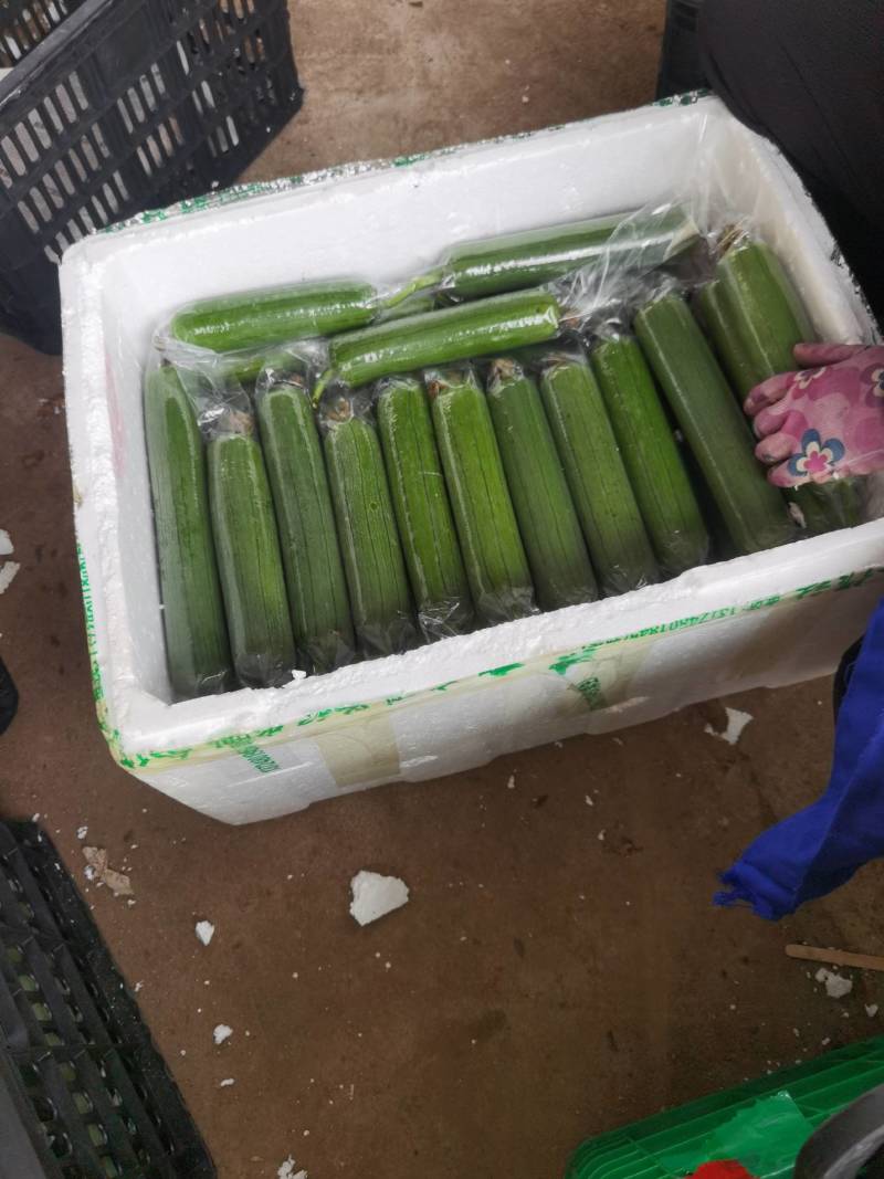 广西横县大量上市