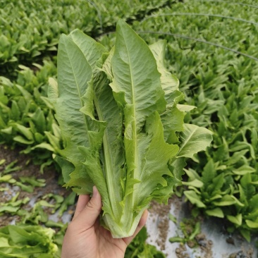 油麦菜【江苏产地直发】大棚有机种植精品油麦菜