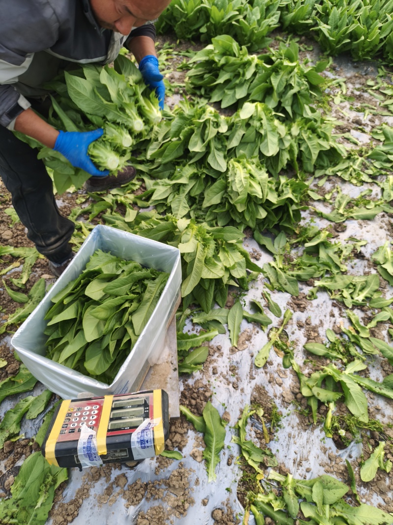 油麦菜【江苏产地直发】大棚有机种植精品油麦菜