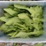 油麦菜【江苏产地直发】大棚有机种植精品油麦菜