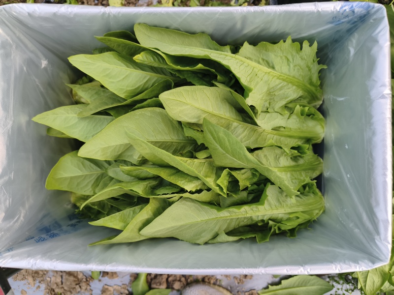 油麦菜【江苏产地直发】大棚有机种植精品油麦菜