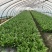 油麦菜【江苏产地直发】大棚有机种植精品油麦菜
