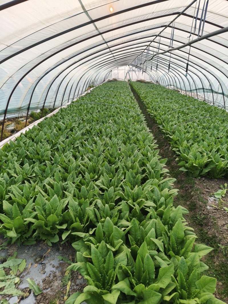 油麦菜【江苏产地直发】大棚有机种植精品油麦菜
