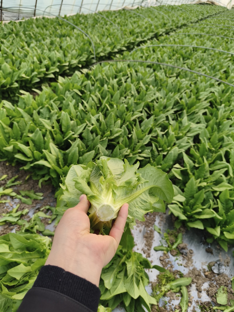 油麦菜【江苏产地直发】大棚有机种植精品油麦菜