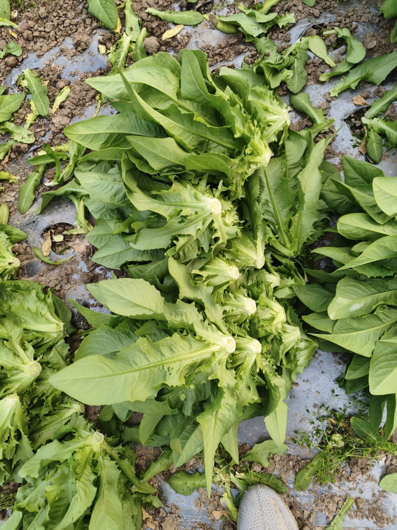 油麦菜【江苏产地直发】大棚有机种植精品油麦菜