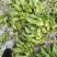 油麦菜【江苏产地直发】大棚有机种植精品油麦菜