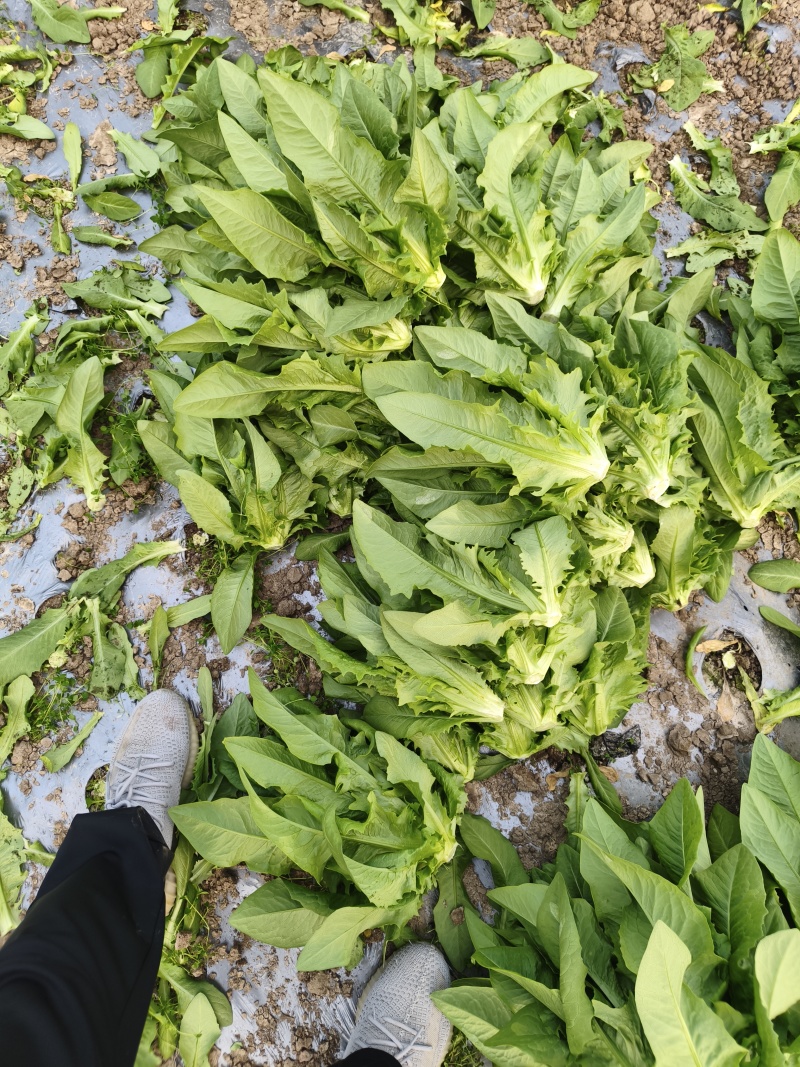 油麦菜【江苏产地直发】大棚有机种植精品油麦菜