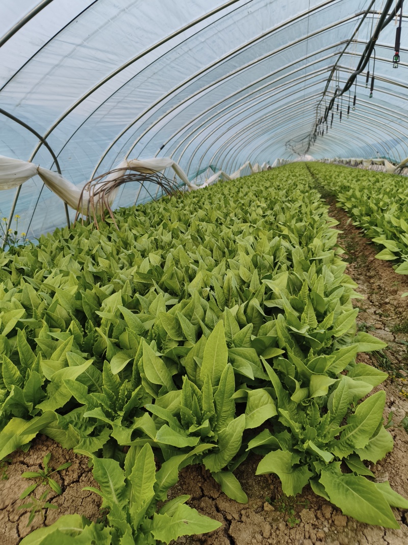 油麦菜【江苏产地直发】大棚有机种植精品油麦菜