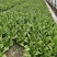 油麦菜【江苏产地直发】大棚有机种植精品油麦菜