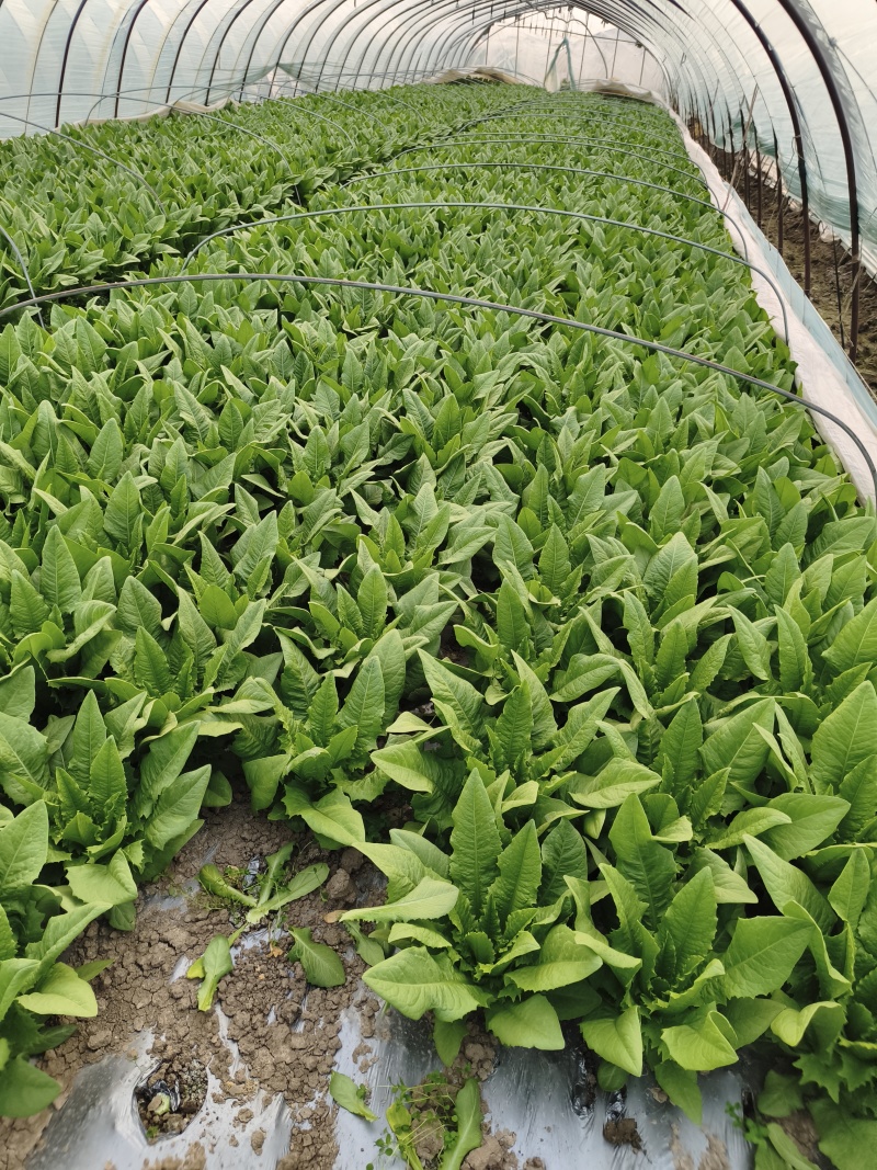 油麦菜【江苏产地直发】大棚有机种植精品油麦菜